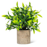 Wide Leaf Plant Pot