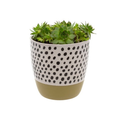 Polka Dot Pot